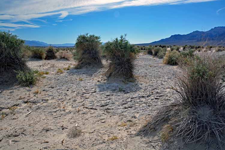 desert shrubs